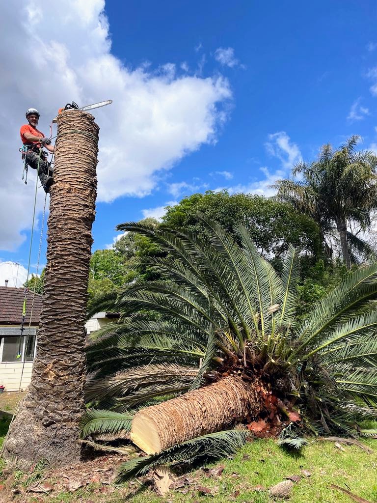 Chainsaw Gibbons Mornington Peninsula