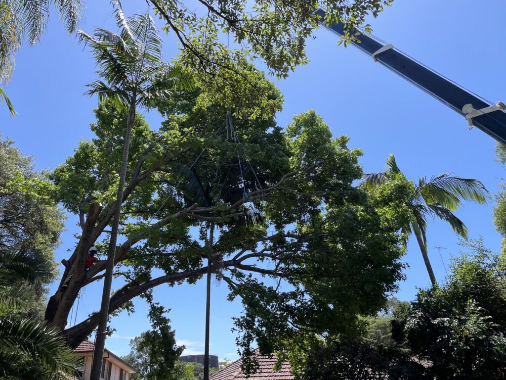 Chainsaw Gibbons Mornington Peninsula